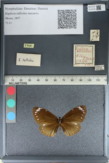 Media type: image;   Entomology 160789